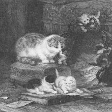 Petrus Arendzen: Cats (Henriette Ronner) Petrus Arendzen: Cats (Henriette Ronner)